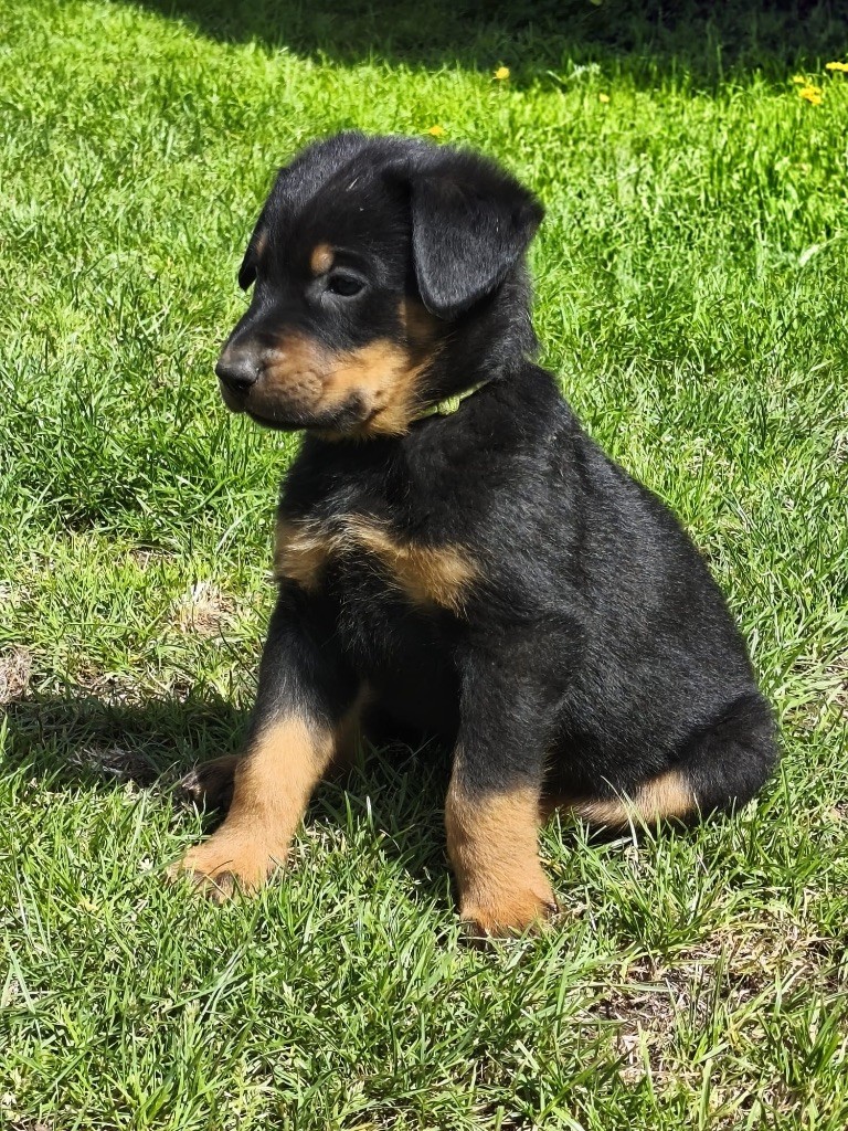 des feux de la catiniere - Chiots disponibles - Berger de Beauce