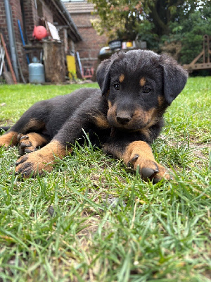 Athena 