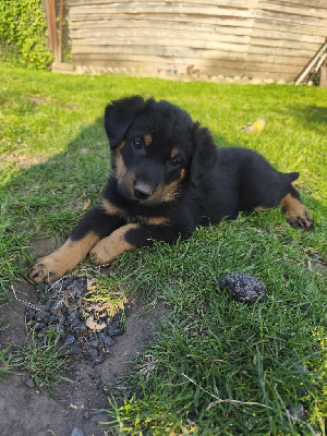 Ayden