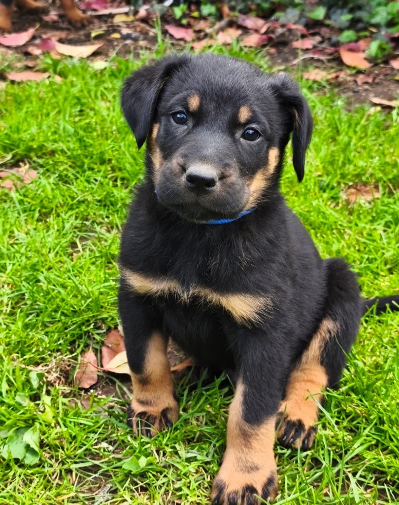 des feux de la catiniere - Chiots disponibles - Berger de Beauce