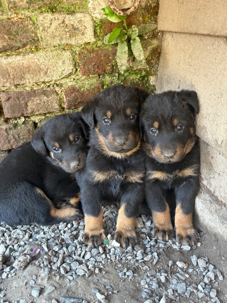 Chiot Berger de Beauce des feux de la catiniere